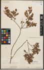 Foto von Salix myrtilloides L.